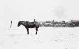Horse and Cattle - Waiting out tghe Storm - by Gildemeister